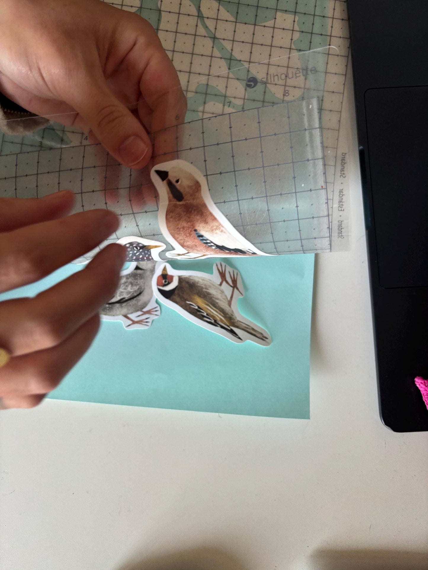 Backyard Bird Die Cut Stickers Vol. 1 | Set of 6 Hand Drawn Journal and Scrapbook Stickers